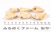 Load image into Gallery viewer, Mussel [Freeze-Dried]
